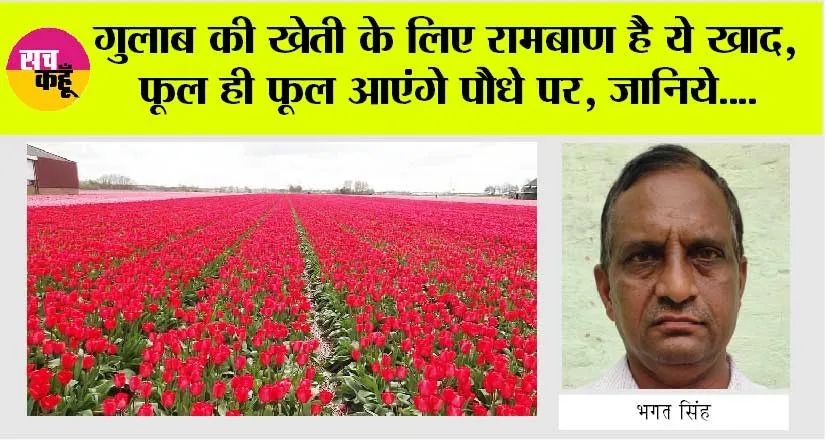 Gulab Ki Kheti: गुलाब की खेती के लिए रामबाण है ये खाद, फूल ही फूल आएंगे पौधे पर, जानिये….