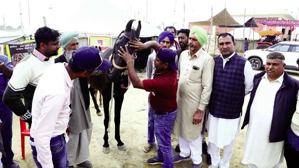 Hanumangarh Horse Fair: अश्व मेले में इस दिन होगी अश्वों की छोटी व बड़ी चाल प्रतियोगिता!