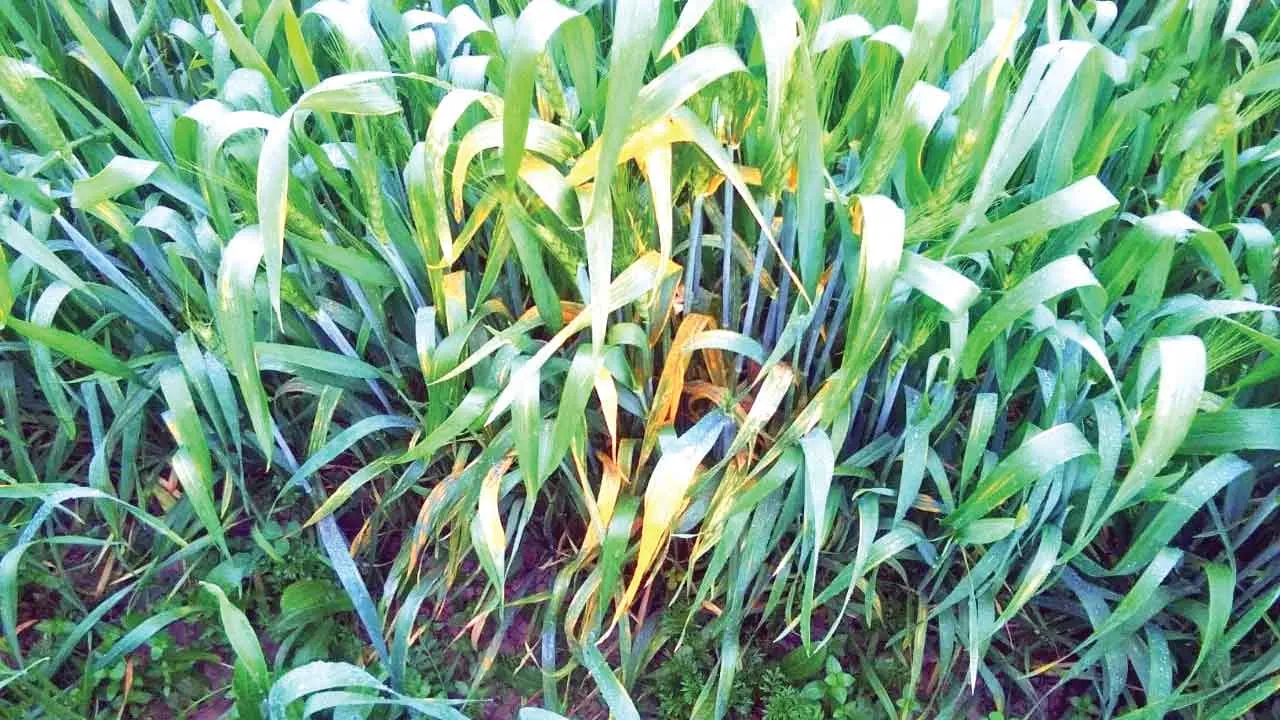 Agricultural News: गेहूं की फसल में एक गंभीर चुनौती, ऐसे कर सकते हैं बचाव