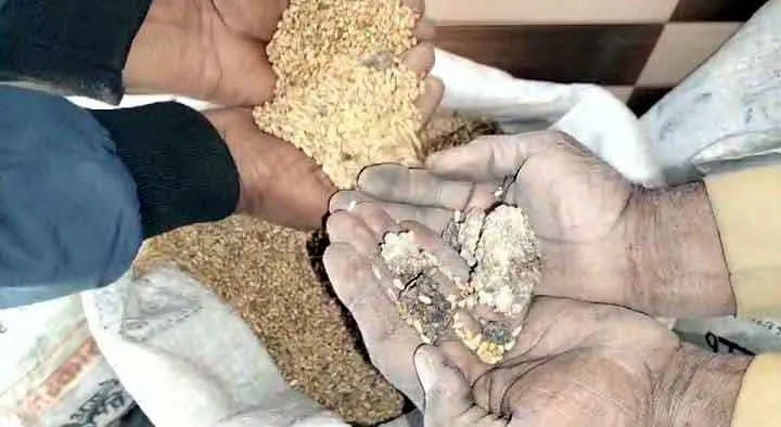 Bad Wheat Distributed: डिपो पर हो रहा खराब गेहूं का वितरण, उपभोक्ता नाराज!