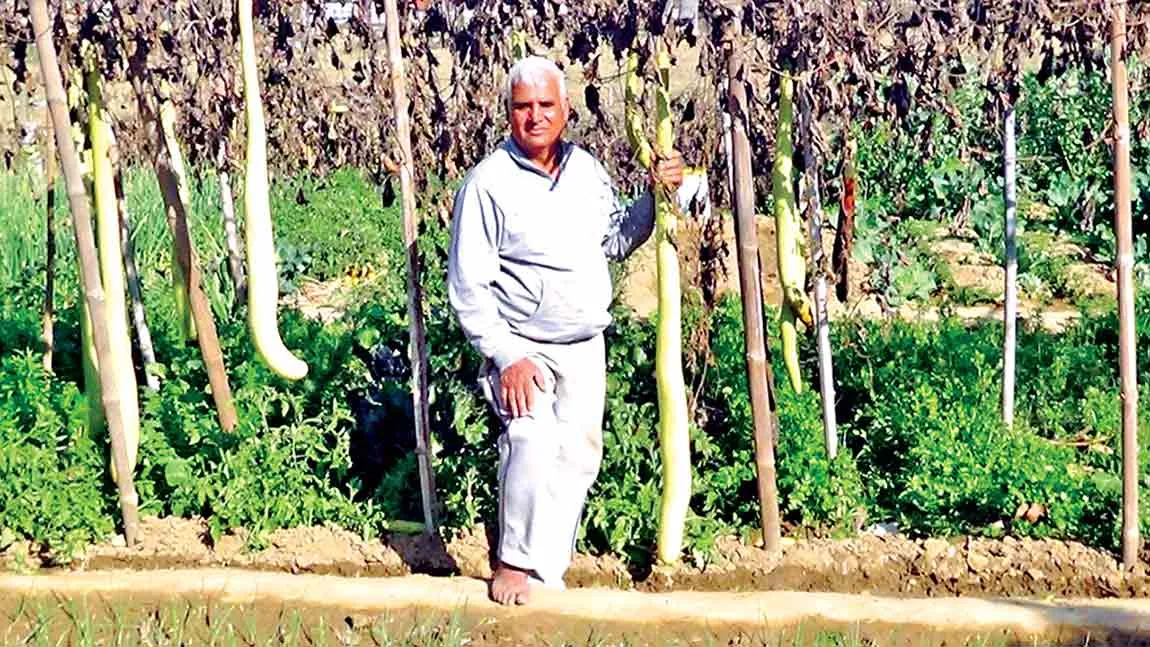 Agriculture News: किचन गार्डनिंग से उगाई कई सब्जियां, बनाए 16 रिकॉर्ड