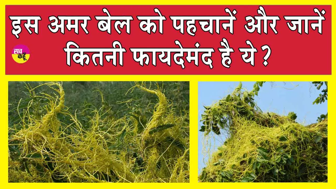 Amarbel Benefits: इस ‘अमृत फल’ में गुण बेशुमार, फायदे हजार! जानें किन-किन बीमारियों में है फायदेमंद