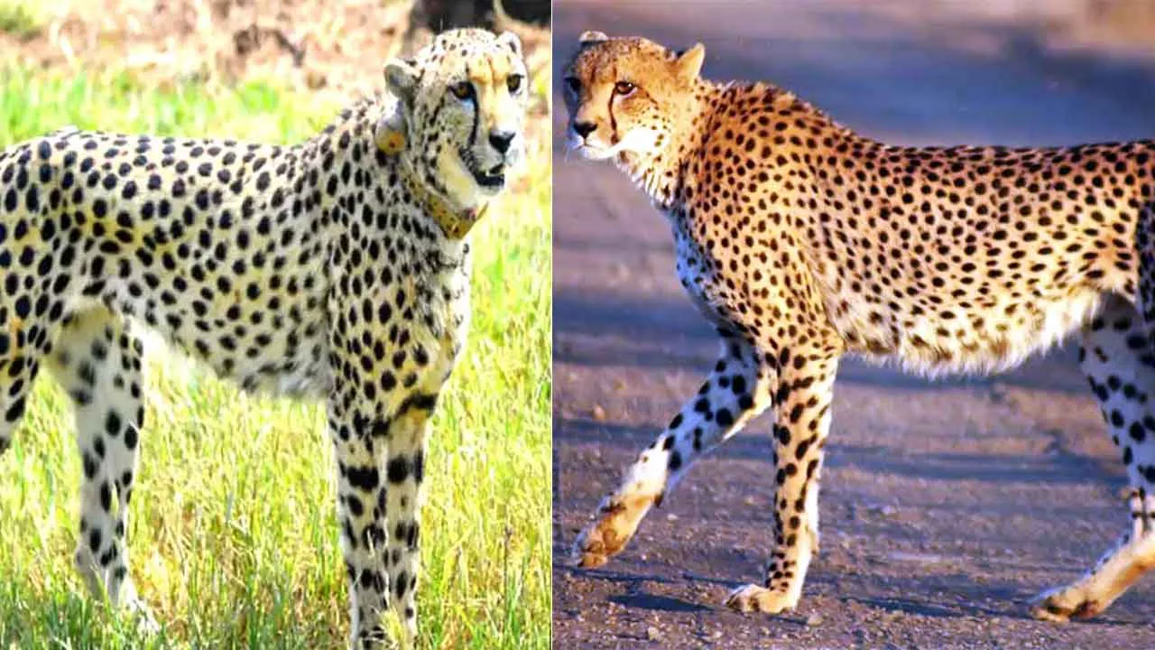 Project Cheetah at Kuno: कूनो की धरती पर पैर जमाते चीते, आज बदल रहा बाघों और हाथियों का व्यवहार!