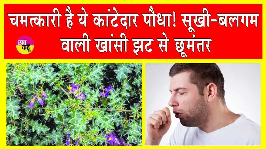 सूखी या बलगम वाली खांसी से हैं परेशान! इलाज में ये कांटेदार पौधा है रामबाण