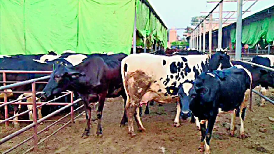 हरियाणा की गाय ने तोड़ा एशिया रिकॉर्ड