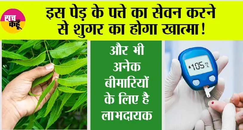 Diabetes: सेहत के लिए लाभदायक हैं इस पेड़ के पत्ते, सुबह खाली पेट करें सेवन, शुगर का होगा खात्मा