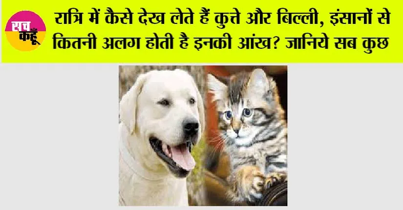 Dog And Cat Clearly See At Night: बिल्लियों और कुत्तों की आंखों की अद्भुत विशेषताएँ और उनकी रात में देखने की क्षमता
