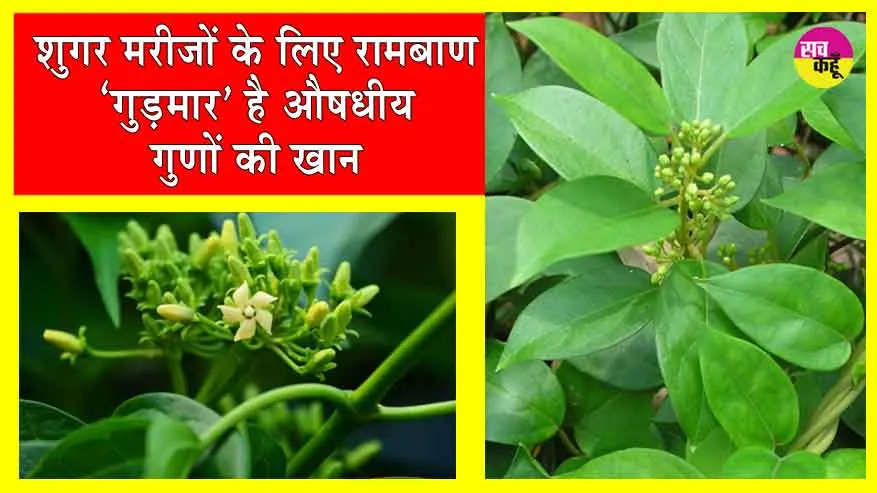 Gudmar Benefits: ‘गुड़मार’ शुगर मरीजों के लिए एक ऐसा रामबाण, जिसमें औषधीय गुणों का खजाना