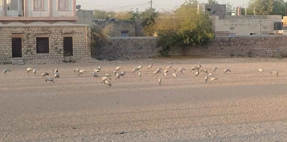 Rajasthan: फलौदी जिले के खींचन से प्रवासी पक्षी कुरजां अपने वतन को लौटे