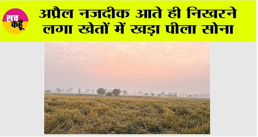 Wheat Crop: अप्रैल नजदीक आते ही निखरने लगा खेतों में खड़ा पीला सोना