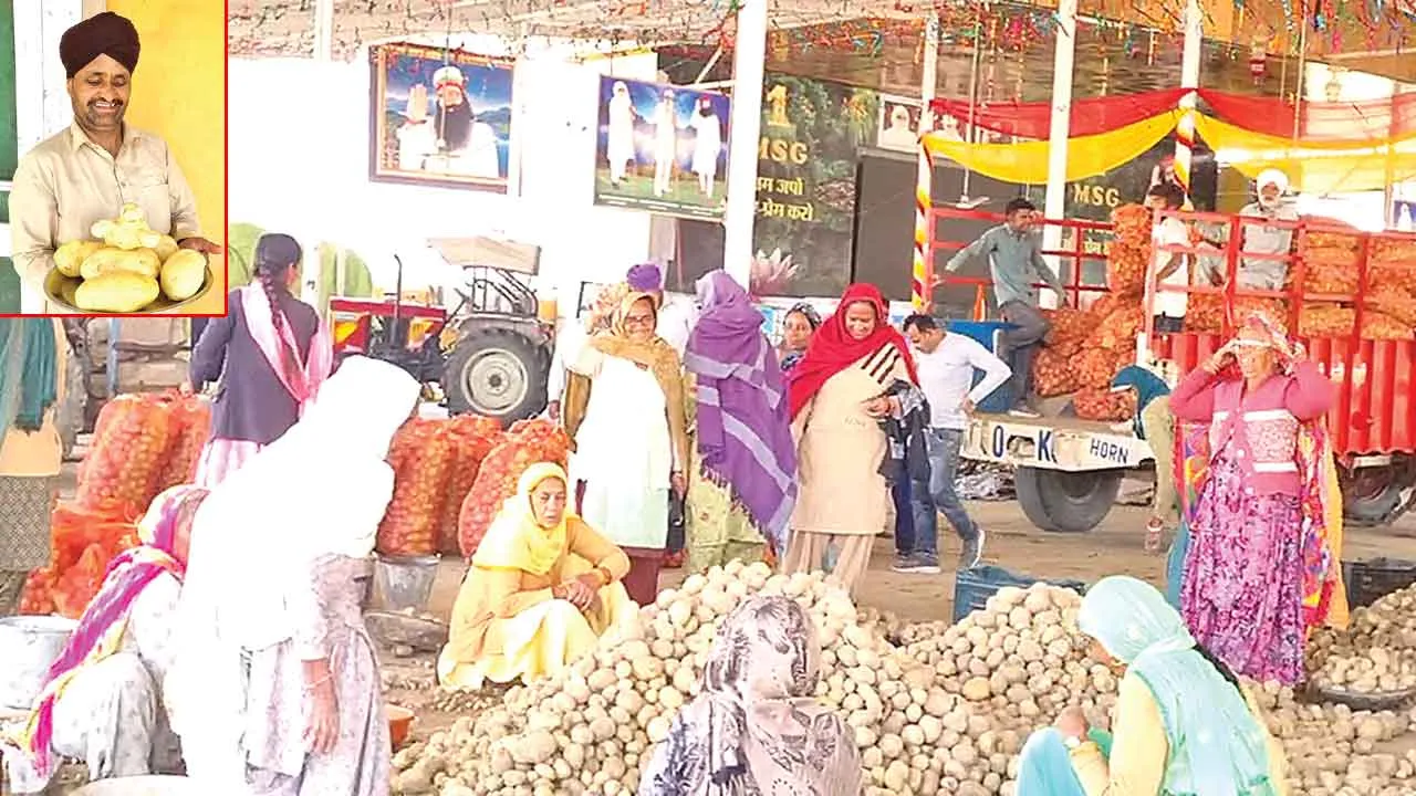 Saint MSG Tips: पूज्य गुरु संत डॉ. एमएसजी इन्सां के टिप्स व रहमत से मौजपुर धाम में उगे डेढ़-डेढ़ किलो के आलू