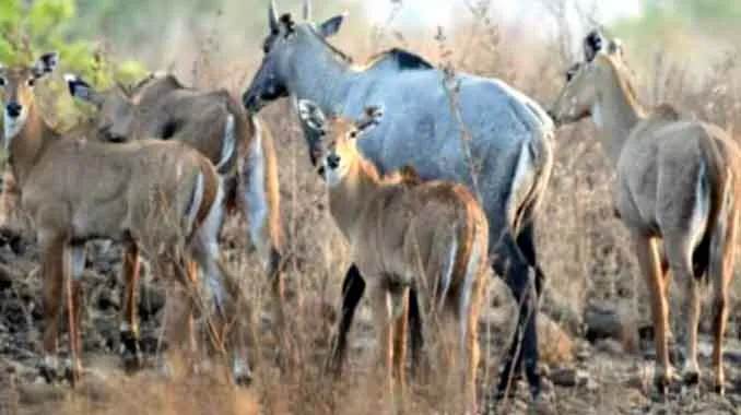 मोटरसाइकिल नीलगाय से टकराया और युवक की मौत हो गई