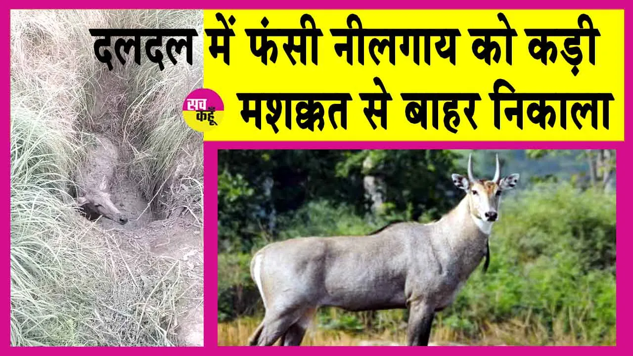 Nilgai Rescue: नीलगाय को दलदल में फंसा देख फायर बिग्रेड व वन्य प्राणी विभाग ने हाथ खड़े किए तो गौरक्षकों ने की कड़ी मशक्कत