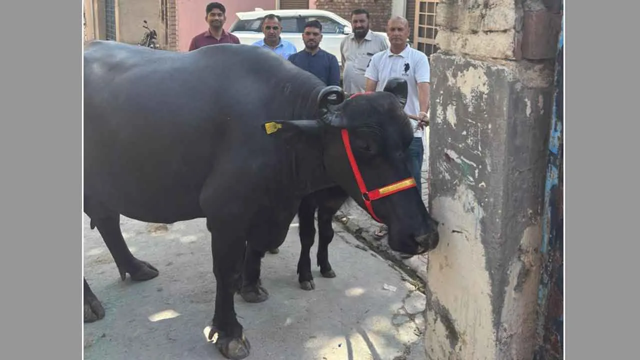 प्रगतिशील पशुपालक शमशेर दंदयाण की मुर्रा भैंस ने मिल्क रिकॉर्डिंग में जीता 20 हजार का पुरस्कार
