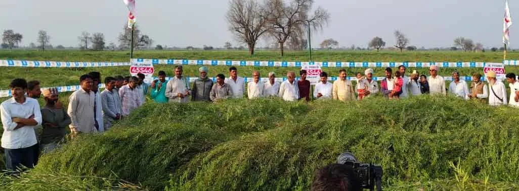 PIONEER 45S46 Hybrid Mustard: किसानों को वैज्ञानिक विधि से खेती करने की दी सलाह