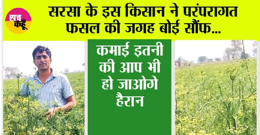 Kisan News: सरसा के इस किसान ने परंपरागत फसल की जगह बोई सौंफ, कमाई इतनी की आप भी हो जाओगे हैरान