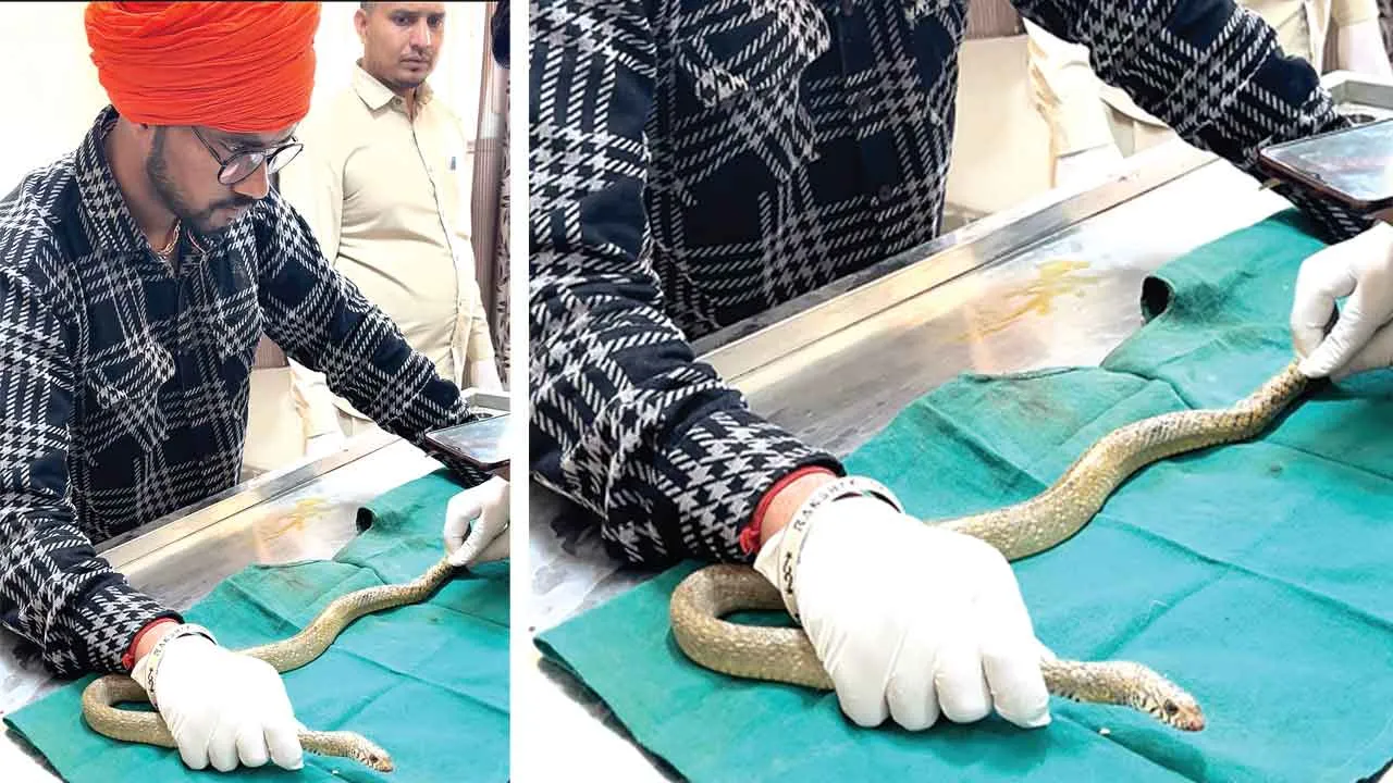 Snake News: खतरनाक सांप की सर्जरी करा, 10  दिनों तक घर रखकर छोड़ दिया