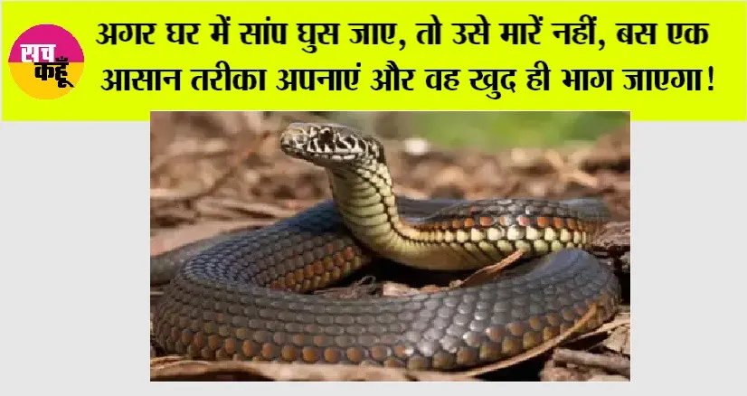 Snake News: अगर घर में सांप घुस जाए, तो उसे मारें नहीं, बस एक आसान तरीका अपनाएं और वह खुद ही भाग जाएगा!