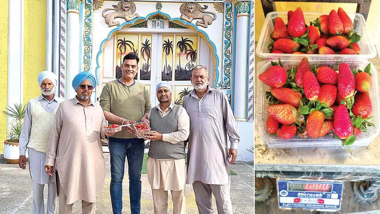 Strawberry: खूब चर्चाओं में हैं मौजपुर धाम की बिना खाद-स्प्रे की स्ट्रॉबैरी