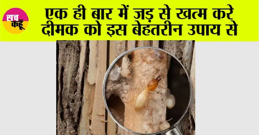 Termite Home Remedies: एक ही बार में जड़ से खत्म करे दीमक को इस उपाय से…
