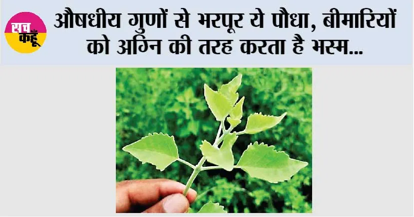 Top Health News: औषधीय गुणों से भरपूर ये पौधा, बीमारियों को अग्नि की तरह करता है भस्म