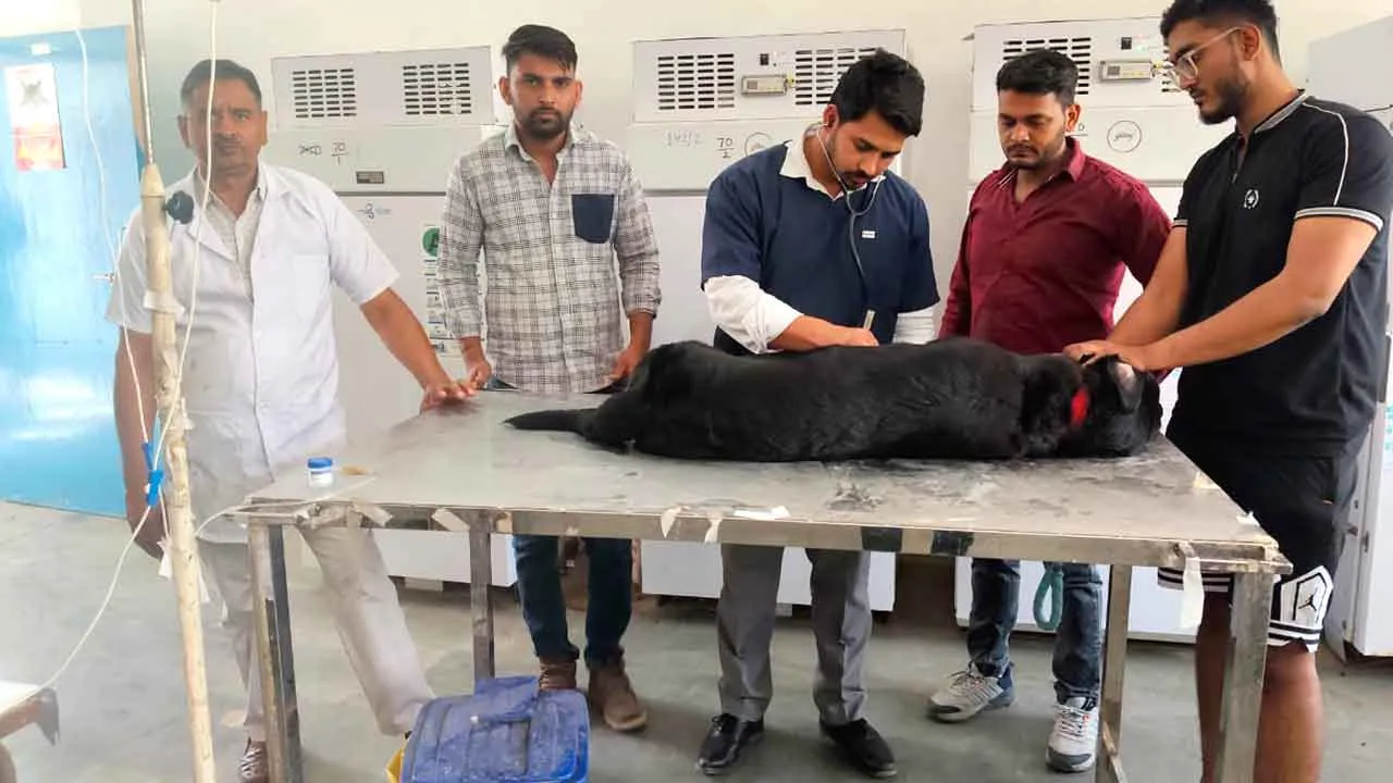 World Veterinary Day: भिवानी में विभिन्न कार्यक्रमों का हुआ आयोजन