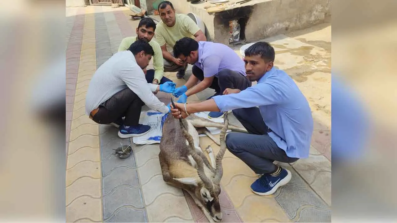 Deer Rescued: वन्य जीव हिरण का कुत्तों से रेस्क्यू, करवाया इलाज