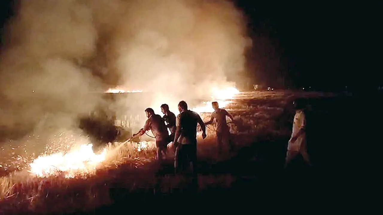 Wheat Crop Burnt: फरीदकोट में भीषण आग लगने से 50 एकड़ गेहूँ की फसल जलकर राख