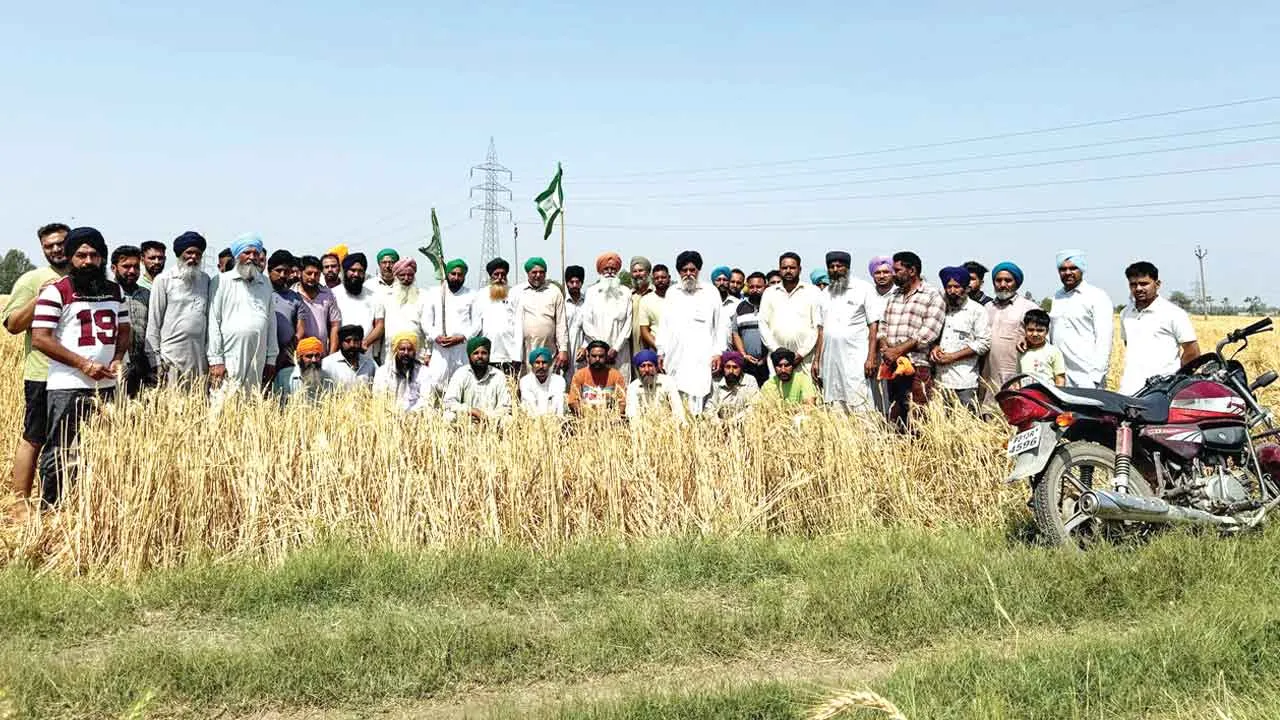 छाहड़ गांव में ओलावृष्टि से भारी तबाही, 800 एकड़ गेहूं की फसल बर्बाद, किसानों में मायूसी