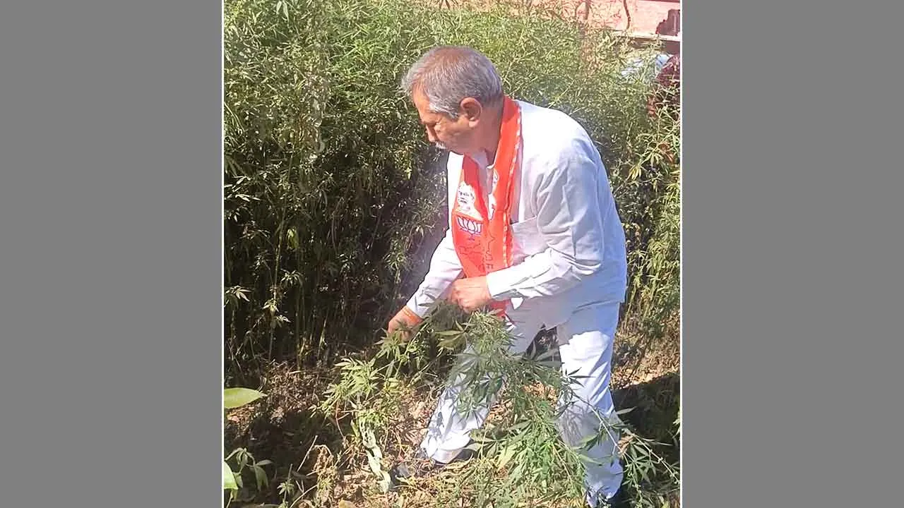 नपा चेयरमैन ने भांग के पौधे उखाड़ने के लिए चलाया अभियान