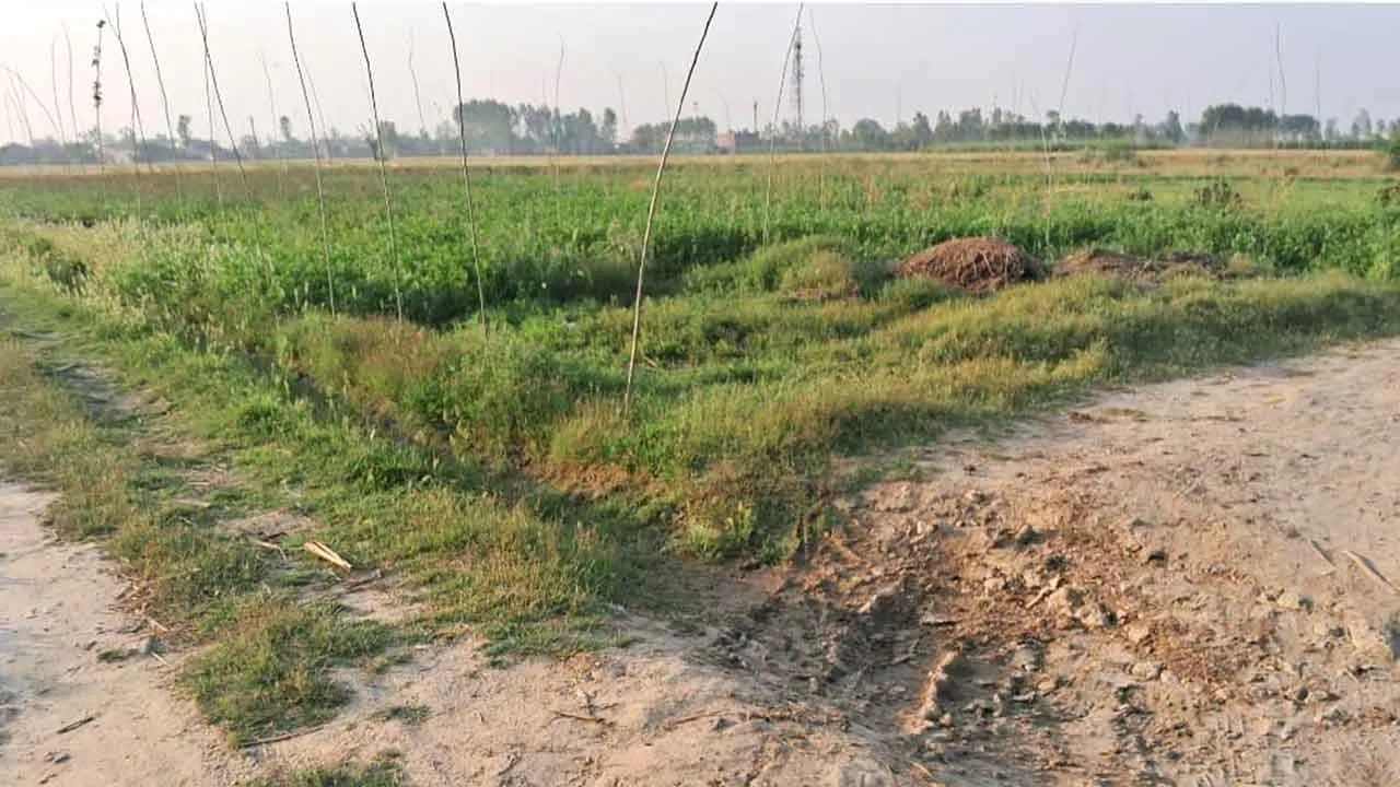 कुर्क की गई कृषि भूमि पर फसल बोने का आरोप, जांच शुरू