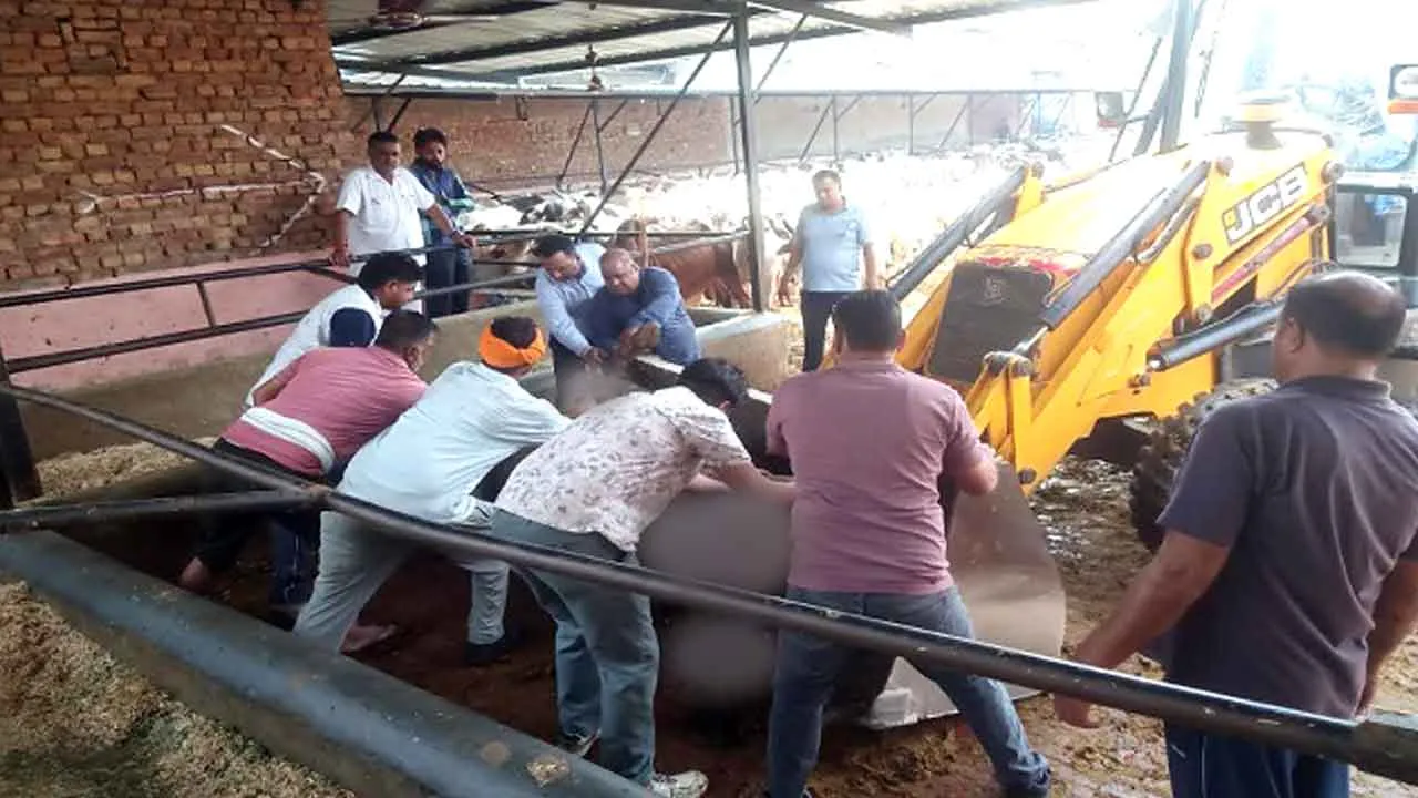 गौशाला में करंट लगने से 5 गौवंश की मौत