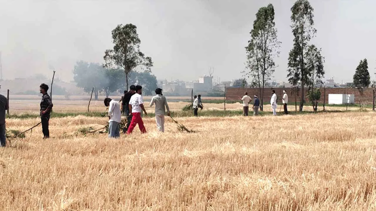 Crop Fire News: खेतों में अचानक आग लगने से 2 एकड़ में खड़े फाने व आधा एकड़ गेहूं की फसल जली