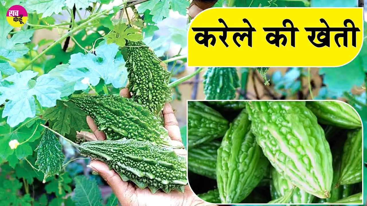 Karela ki Kheti: गेहूँ कटाई के बाद करें करेले की खेती