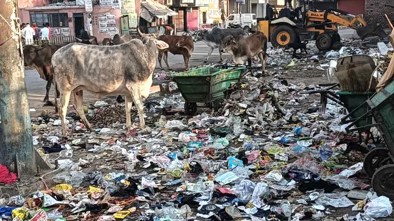 Sirsa News: सदर गेट के निकट डाला जा रहा कूड़ा बन रहा मुसीबत