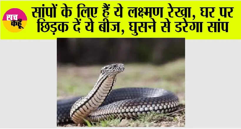 Snake: सांपों के लिए हैं ये लक्ष्मण रेखा, घर पर छिड़क दें ये बीज, घुसने से डरेगा सांप