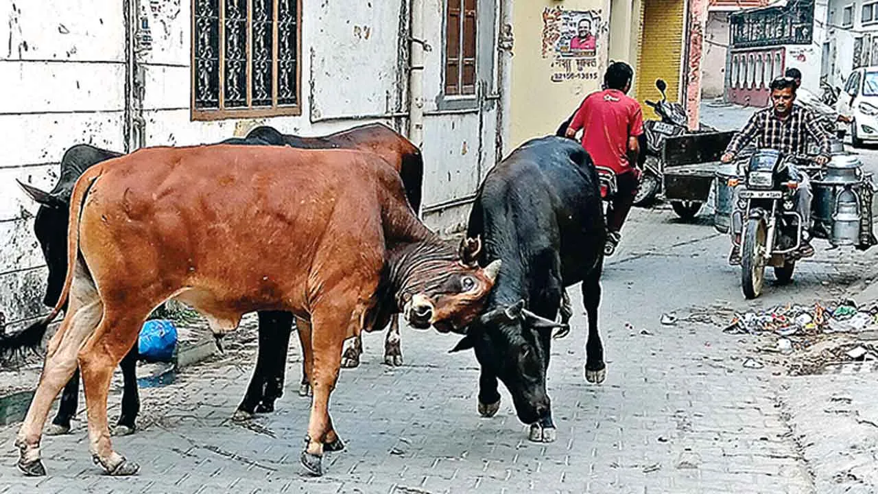 Stray Animals News: सड़कों व गलियों में दुर्घटनाओं का कारण बने बेसहारा पशु