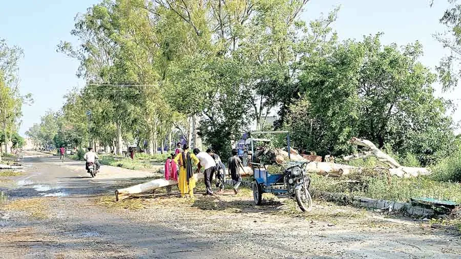 Strong Storm: तेज तूफान ने मचाई तबाही, सैकड़ों पेड़ धराशायी