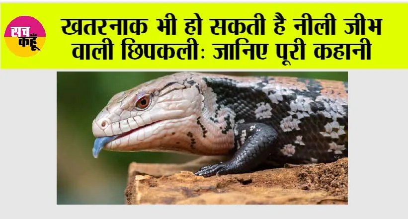Blue Tongue: खतरनाक भी हो सकती है नीली जीभ वाली छिपकली: जानिए पूरी कहानी