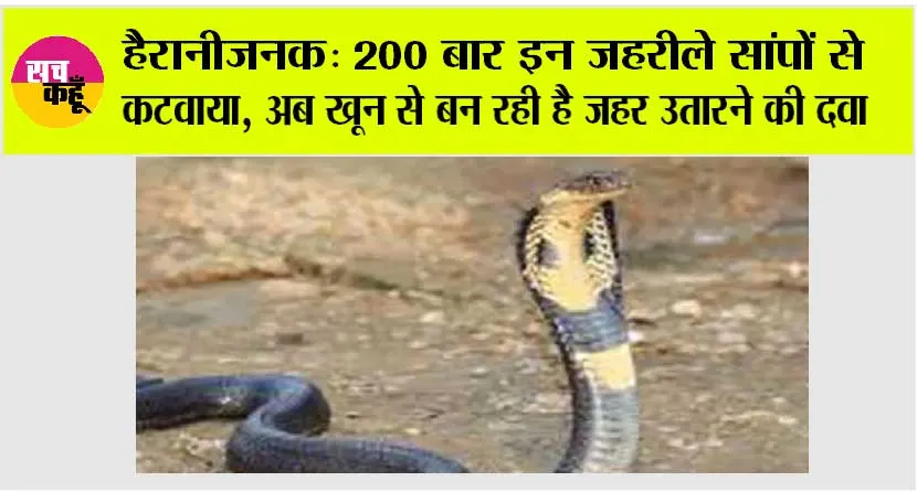Cobra News: एक ही दवा से कई सांपों के जहर का इलाज संभव, इस इन्सान ने 200 से ज्यादा बार सांपों का जहर शरीर में उतारा