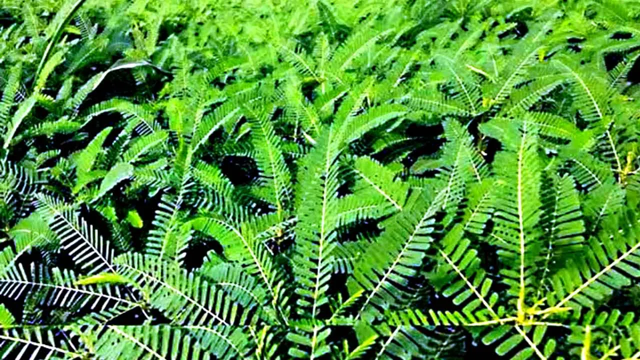 Dhaincha Crop: ढेंचा उगाने वाले किसानों के लिए सरकार का बड़ा ऐलान