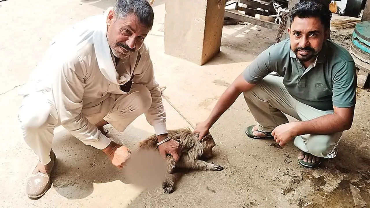 Welfare Work: बेजुबान का सहारा बने डेरा अनुयायी, घायल बंदर का किया इलाज