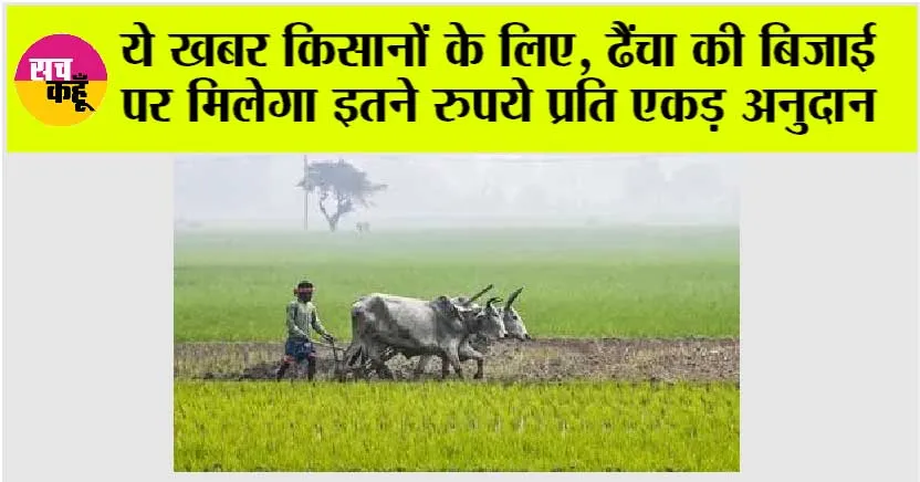Kisan News: ये खबर किसानों के लिए, ढैंचा की बिजाई पर मिलेगा इतने रुपये प्रति एकड़ अनुदान