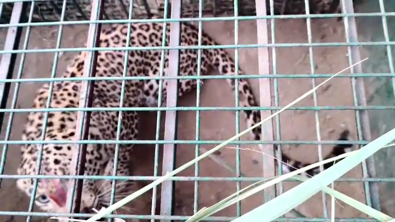 Leopard: आईएमटी क्षेत्र में तेंदुआ आया पकड़ में