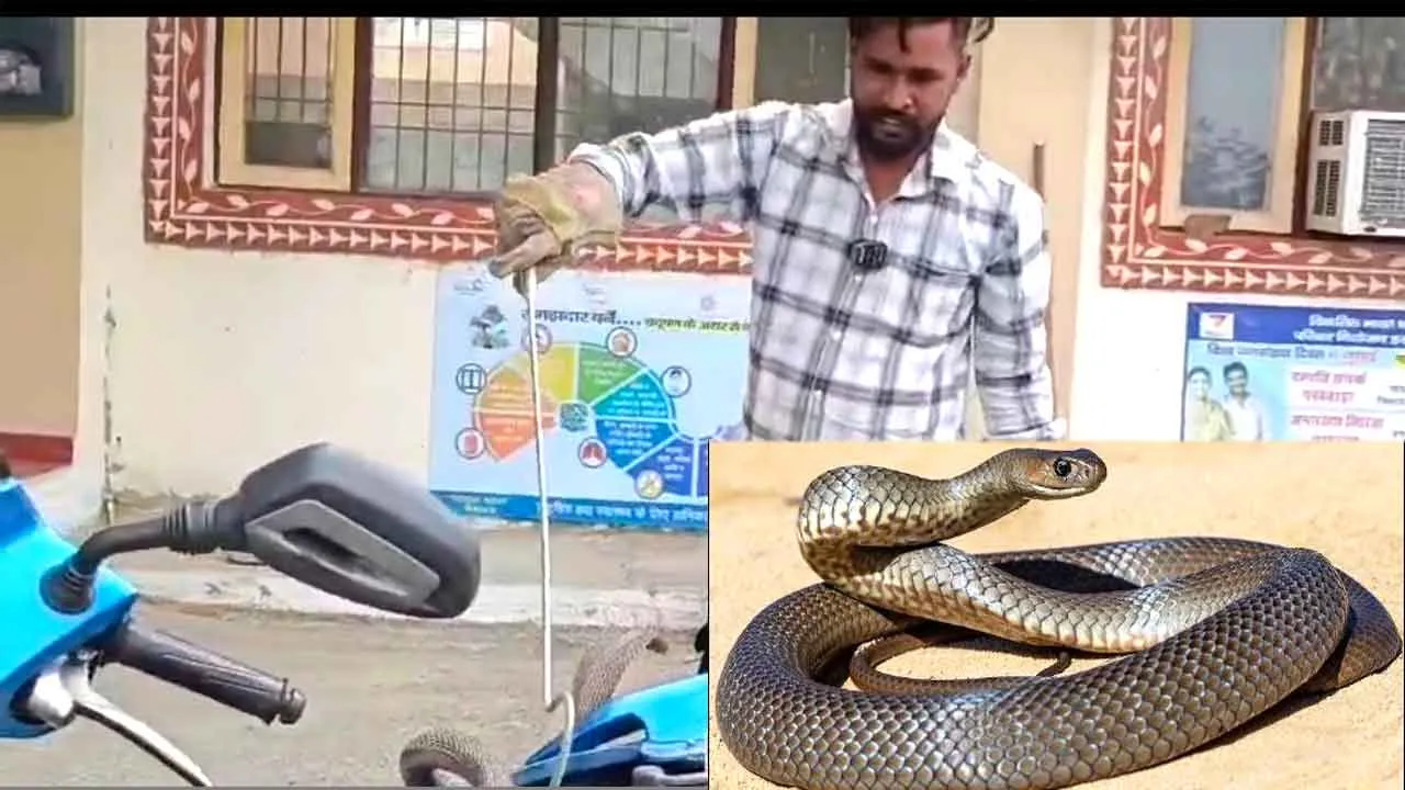 Snake: खड़ी स्कूटी में निकला जहरीला सांप