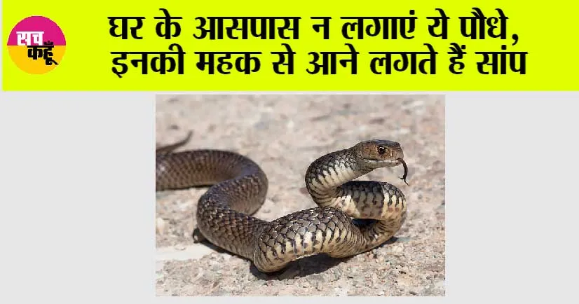 Snake: गर्मी में इन पौधों से बन सकता है साँपों का बसेरा, जाने अनजाने घर को न बनाएं नागों का अड्डा