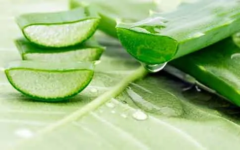 Aloe vera