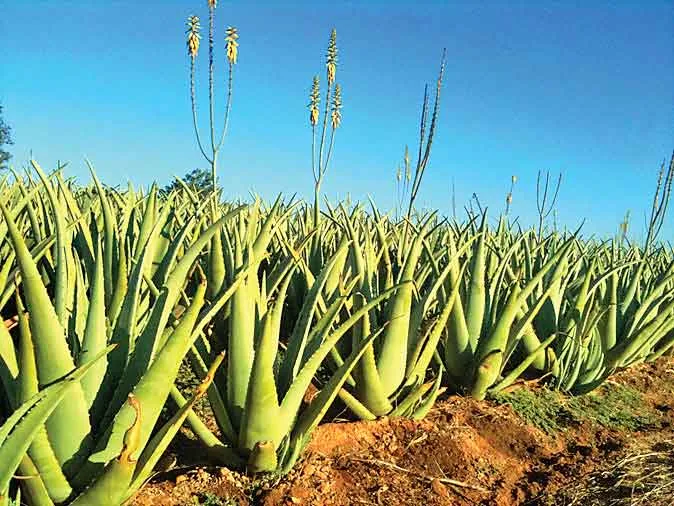 AloeVera-Cultivation