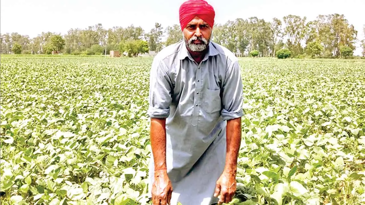 Agriculture News: गोलेवाला के किसान निर्मल सिंह ने दिखाई नई राह