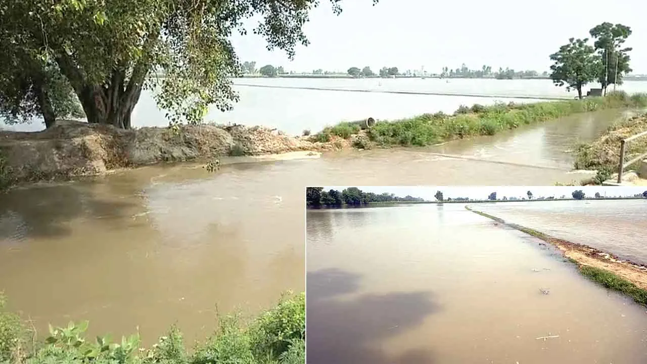एक हजार एकड़ धान व मक्की की फसल बर्बाद